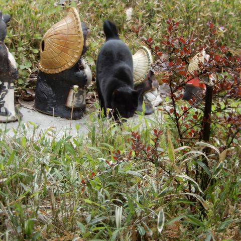 タヌキの黒猫 翁日記 ヤマメ シュリンプ タヌキの黒猫 翁日記 ヤマメ シュリンプ