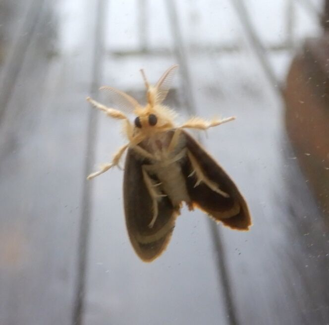 チャドクガの集団がサザンカとツバキの木に来た 翁日記 ヤマメ シュリンプ