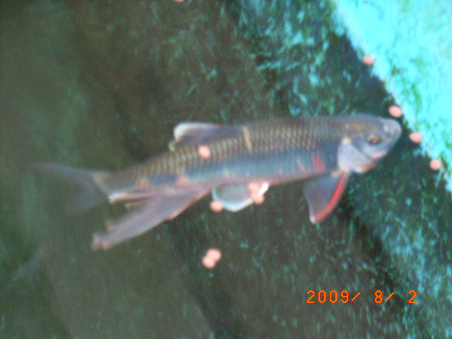 川魚 オイカワ 長生きしたね 翁日記 ヤマメ シュリンプ