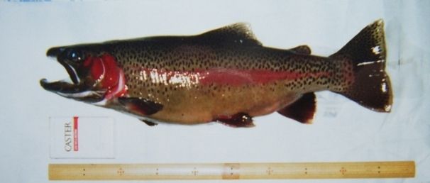 ニジマスの飼育 ００１ ニジマスを入手出来そう 翁日記 ヤマメ シュリンプ