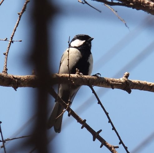 野鳥 シジュウカラ ホウジロより頬が白いぞ 翁日記 ヤマメ シュリンプ