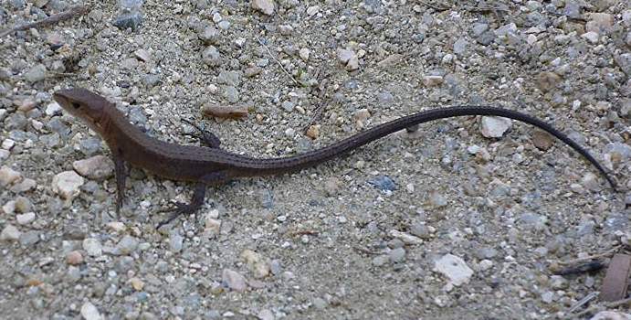 ふれあいの森の動物 尻尾の長いトカゲ 翁日記 ヤマメ シュリンプ