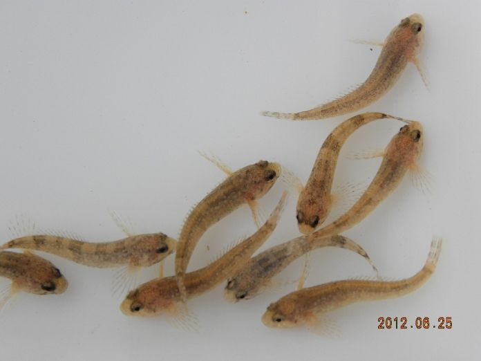 東海林さんのカジカ もう立派にカジカです 翁日記 ヤマメ シュリンプ