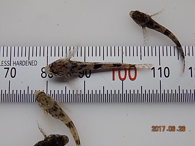 東海林さんのカジカ 魚粉の粉末餌を食べて元気に育つ 翁日記 ヤマメ シュリンプ 東海林さんのカジカ 魚粉の粉末餌を食べて元気に育つ 翁日記 ヤマメ シュリンプ