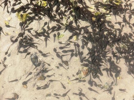西谷のビオトープ ニホンアカガエルのオタマジャクシ 翁日記 ヤマメ シュリンプ