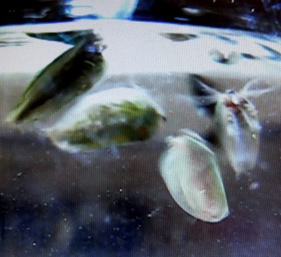 珍しいエビ カイエビの画像入手 翁日記 ヤマメ シュリンプ