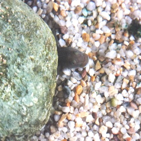 カワヨシノボリの飼育 010 オスは塒を気にいったようだ ただ 翁日記 ヤマメ シュリンプ カワヨシノボリの飼育 010 オスは塒を気にいったようだ ただ 翁日記 ヤマメ シュリンプ