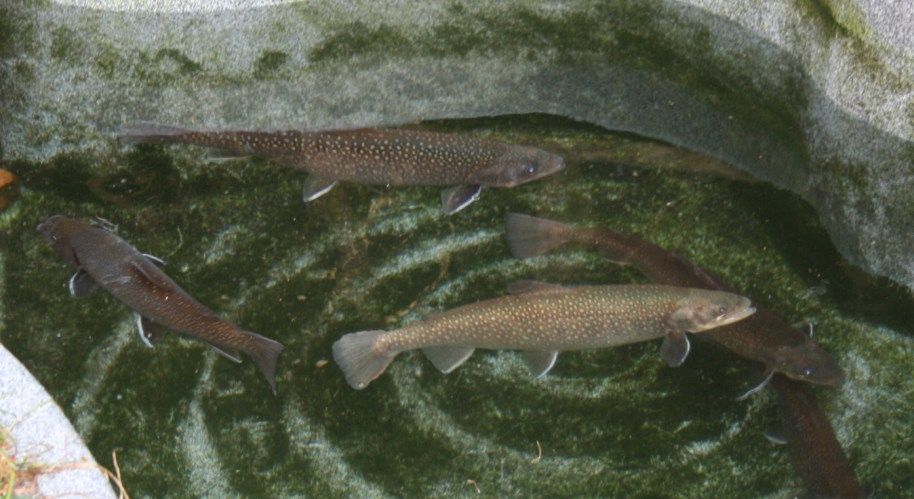 岩魚の飼育 ６８９ 綺麗な池に泳ぐ巨大岩魚 翁日記 ヤマメ シュリンプ