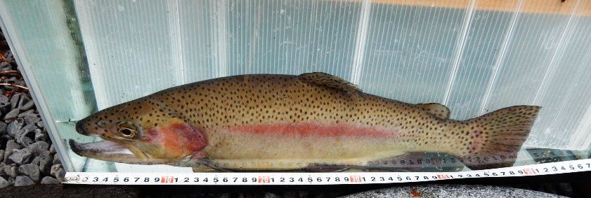 ニジマスの飼育 １８６ 雄のボス５０ｃｍ 翁日記 ヤマメ シュリンプ