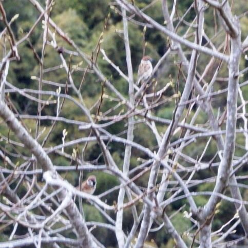 餌やりの人間を認知してくれだしたかな 翁日記 ヤマメ シュリンプ