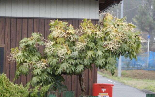 ヒヨドリ ヤツデの実を食べる 翁日記 ヤマメ シュリンプ