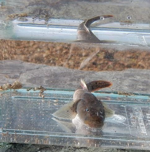 カワヨシノボリの飼育 翁日記 ヤマメ シュリンプ