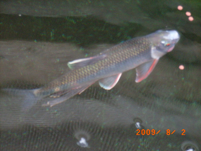 川魚 オイカワ 長生きしたね 翁日記 ヤマメ シュリンプ