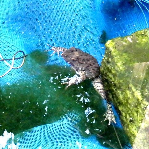 ツチガエルの冬眠 水中ポンプの取り換え中に発見 翁日記 ヤマメ シュリンプ ツチガエルの冬眠 水中ポンプの取り換え中に発見 翁日記 ヤマメ シュリンプ