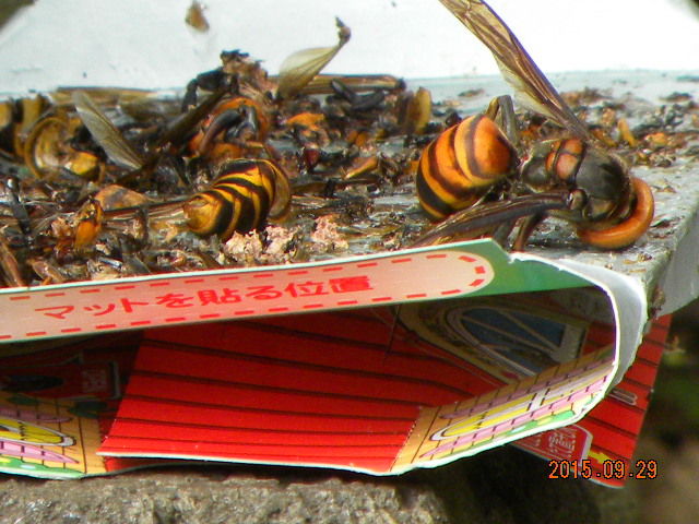 ミツバチの保護 翁日記 ヤマメ シュリンプ ミツバチの保護 翁日記 ヤマメ シュリンプ