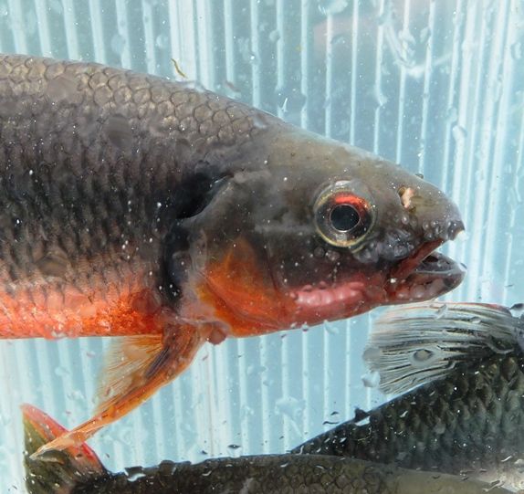 川魚の飼育 老成のオイカワとカワムツ 翁日記 ヤマメ シュリンプ