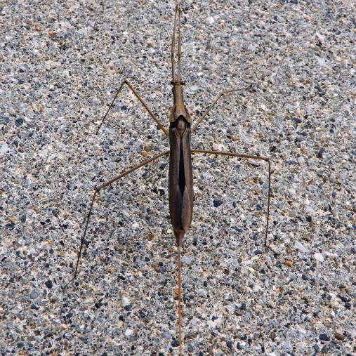 ミズカマキリが庭にやって来た 翁日記 ヤマメ シュリンプ ミズカマキリが庭にやって来た 翁日記 ヤマメ シュリンプ