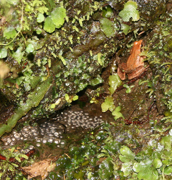 カエルの卵 ヤマアカガエル ニホンアカガエル タゴガエル 翁日記 ヤマメ シュリンプ