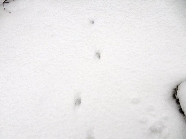庭への侵入者 正体不明なれど猫の巡回とみた 翁日記 ヤマメ シュリンプ 庭への侵入者 正体不明なれど猫の巡回とみた 翁日記 ヤマメ シュリンプ