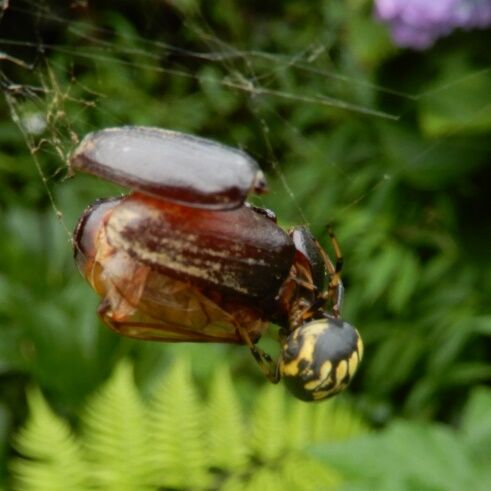 ヌサオニグモ 大物の獲物 お腹が膨れてる 翁日記 ヤマメ シュリンプ