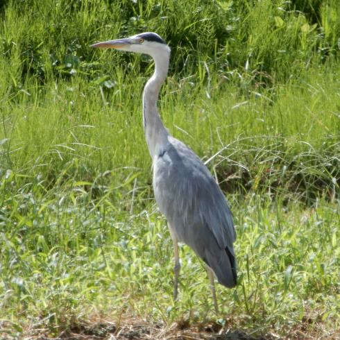野鳥 アオサギの飛来 翁日記 ヤマメ シュリンプ