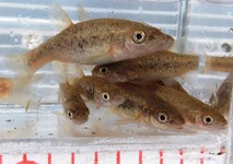 川魚の飼育 翁日記 ヤマメ シュリンプ 川魚の飼育 翁日記 ヤマメ シュリンプ