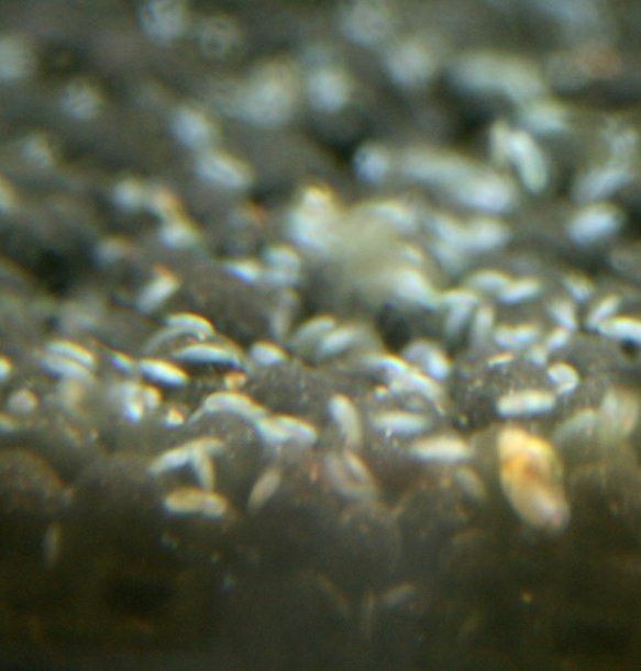 レッドビーシュリンプ カイミジンコ 水槽のミジンコの同定 翁日記 ヤマメ シュリンプ