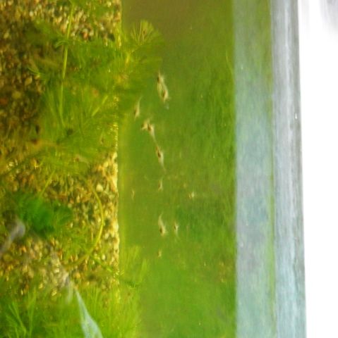 水槽の生き物 エビが主役だが 翁日記 ヤマメ シュリンプ
