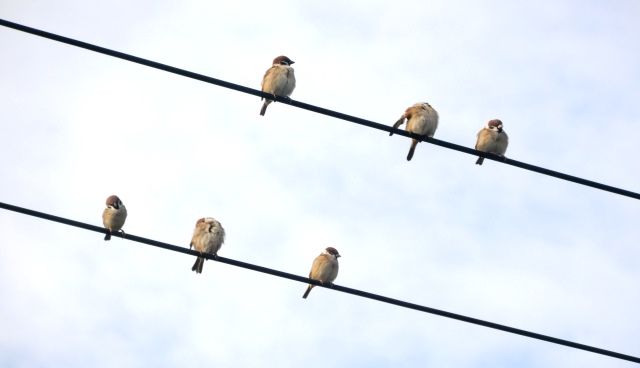 電線鳥博物館 スズメの学校 翁日記 ヤマメ シュリンプ