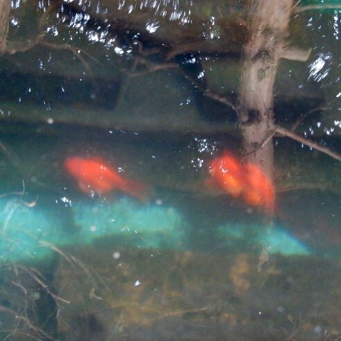 庭の金魚 冬の間の塵を清掃 翁日記 ヤマメ シュリンプ