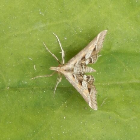 メイガの一種か 小さい蛾がいっぱい ミゾカクシは火の鳥 翁日記 ヤマメ シュリンプ