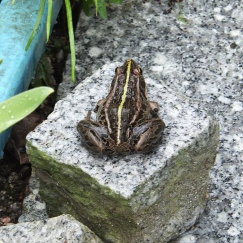 トノサマガエルが庭にやって来た 翁日記 ヤマメ シュリンプ