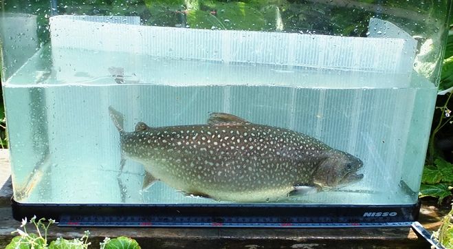 岩魚の飼育 ７１７ 大暴れのメスボスｎｏ１ 翁日記 ヤマメ シュリンプ