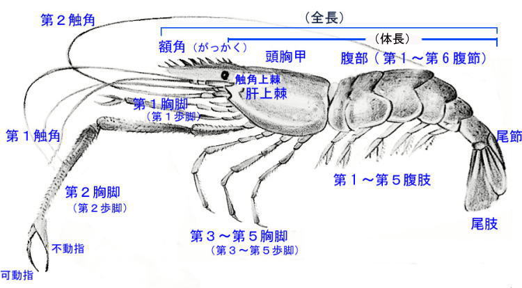 エビの構造調査 翁日記 ヤマメ シュリンプ エビの構造調査 翁日記 ヤマメ シュリンプ
