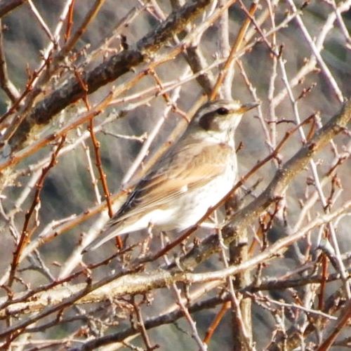 散歩中の野鳥たち キジ ツグミ アオサギ 翁日記 ヤマメ シュリンプ 散歩中の野鳥たち キジ ツグミ アオサギ 翁日記 ヤマメ シュリンプ