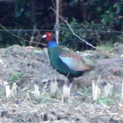 散歩中の野鳥たち キジ ツグミ アオサギ 翁日記 ヤマメ シュリンプ 散歩中の野鳥たち キジ ツグミ アオサギ 翁日記 ヤマメ シュリンプ