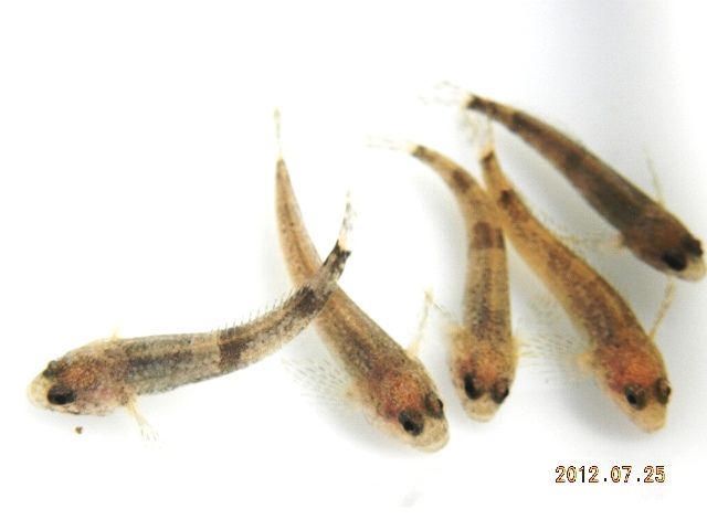 東海林さんのカジカ その後順調に育ってます 翁日記 ヤマメ シュリンプ