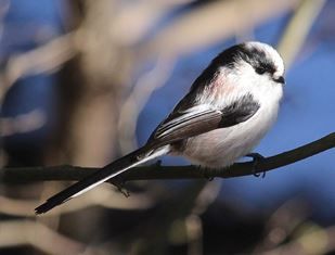 野鳥 エナガの集団が通過 撮影できず残念 翁日記 ヤマメ シュリンプ