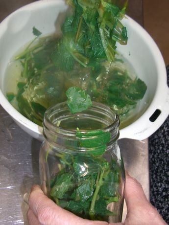 wasabi2
