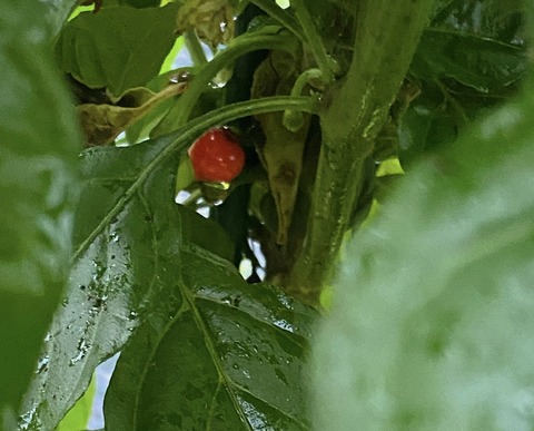 68C0DED8-7273-4998-B215-CFA1CC8A4AB3