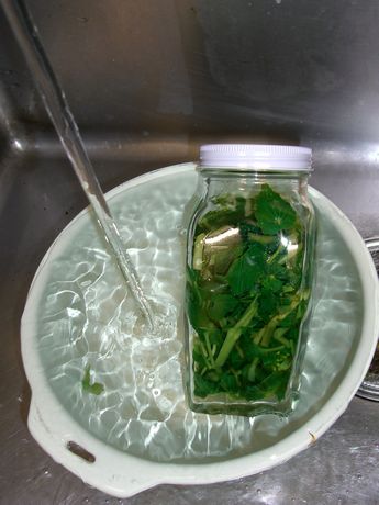 wasabi3