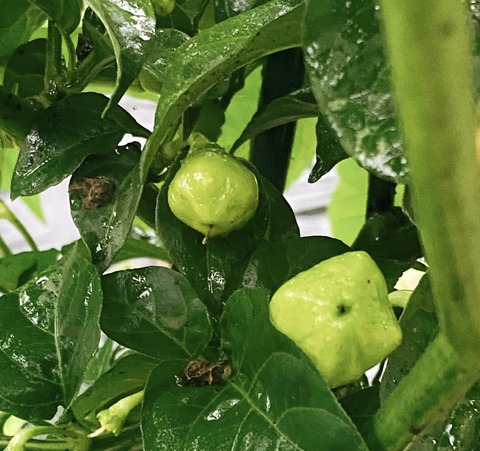 ACC71ACD-3B6F-405E-9EEF-F065E0E3D451