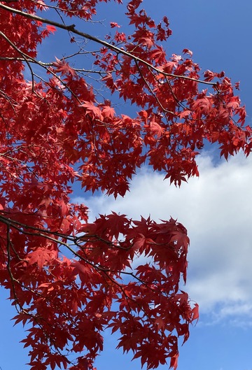 68B43671-3ED8-4EC6-8E0F-77A662142C07