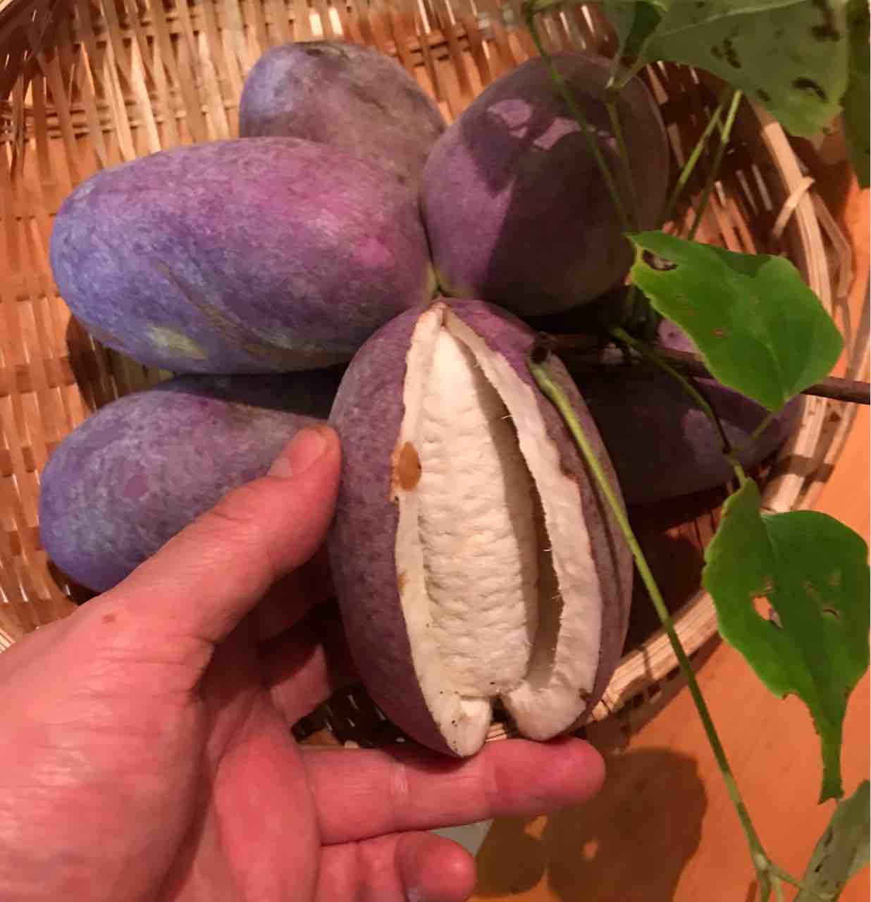 奥飛騨 うちのペンションblog 三つ葉アケビ