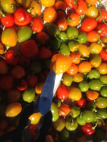 a-habanero1