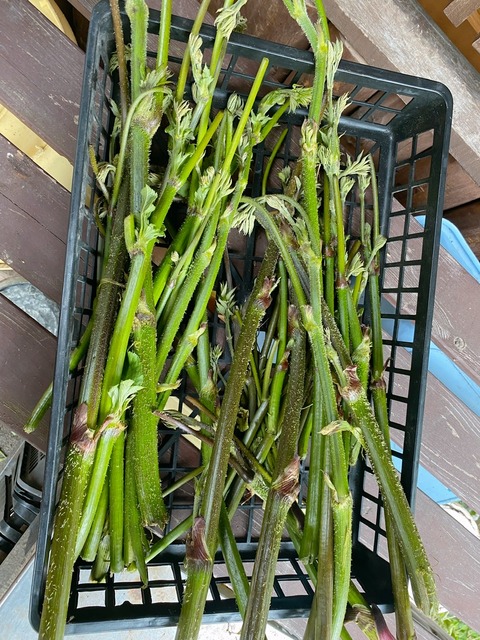 7368708D-6786-4A11-A850-0EF841DE6D64