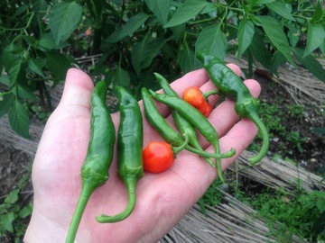 habanero