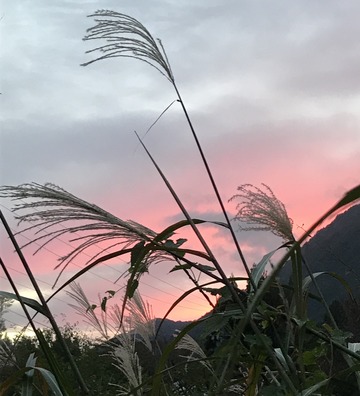 2746BC81-4DF5-4466-AF42-CFDCCC027BE8