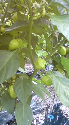 ffc91627.jpg