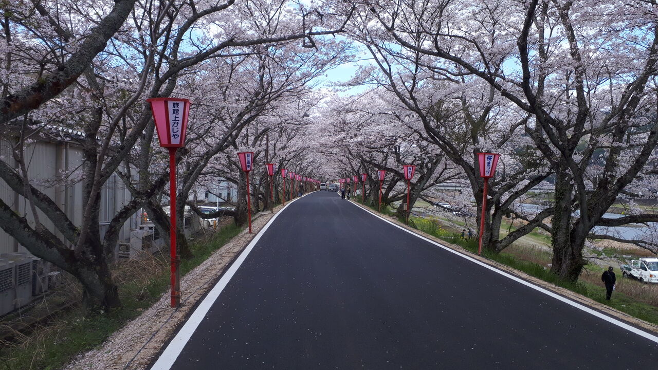 花見ドライブ 久世トンネル桜 C Tomのblog 花見ドライブ 久世トンネル桜 C Tomのblog